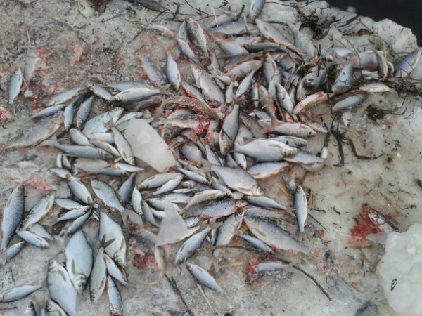 Опасное купание и ловля рыбы в Армавире
