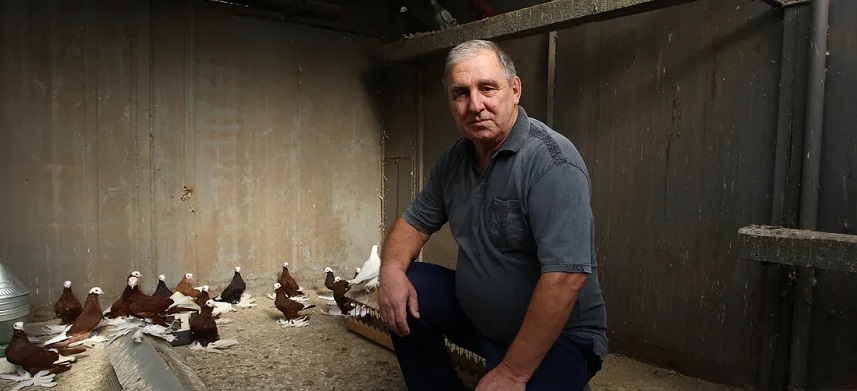 Более семи десятков лет семья Багинских занимается выведением уникального вида голубей