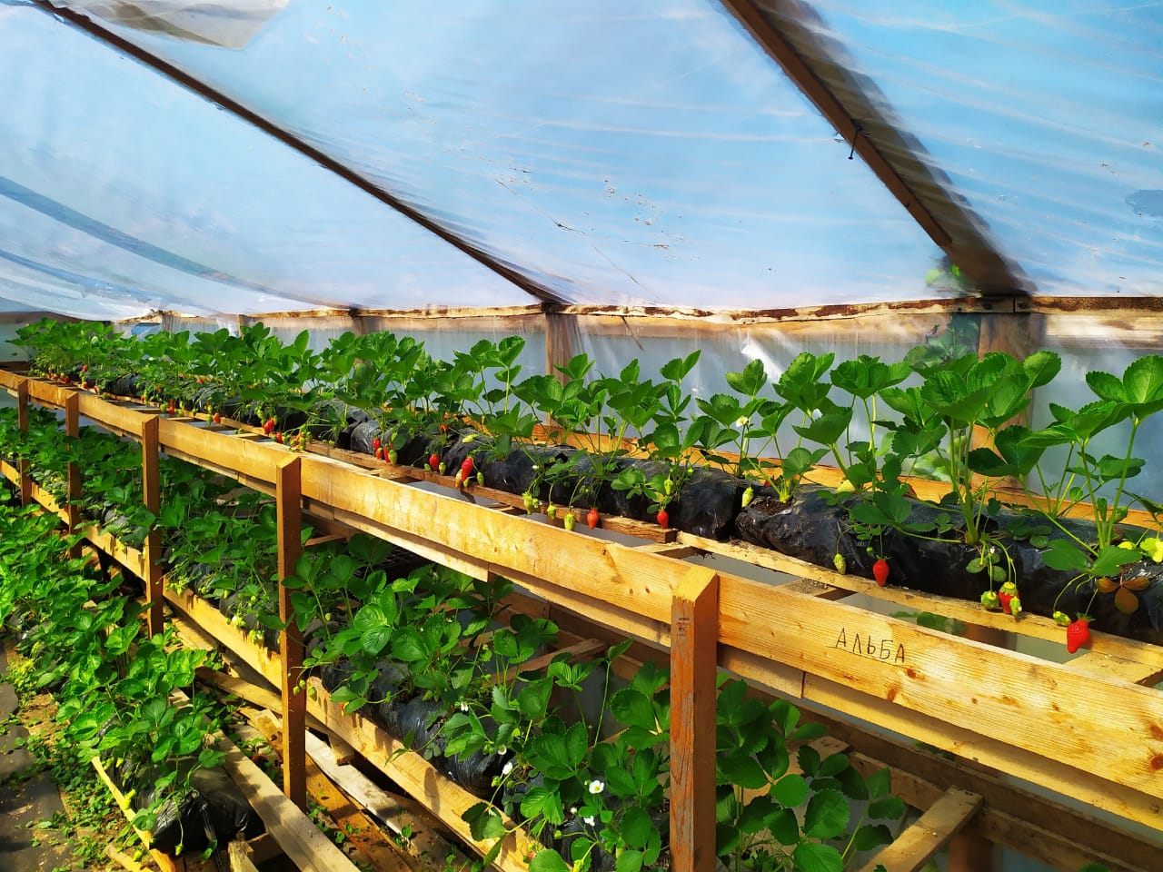 Игорь Ломов создал клубничную ферму и рассказал, почему занимаясь выращиванием ягоды, нет другого пути, как развивать бизнес
