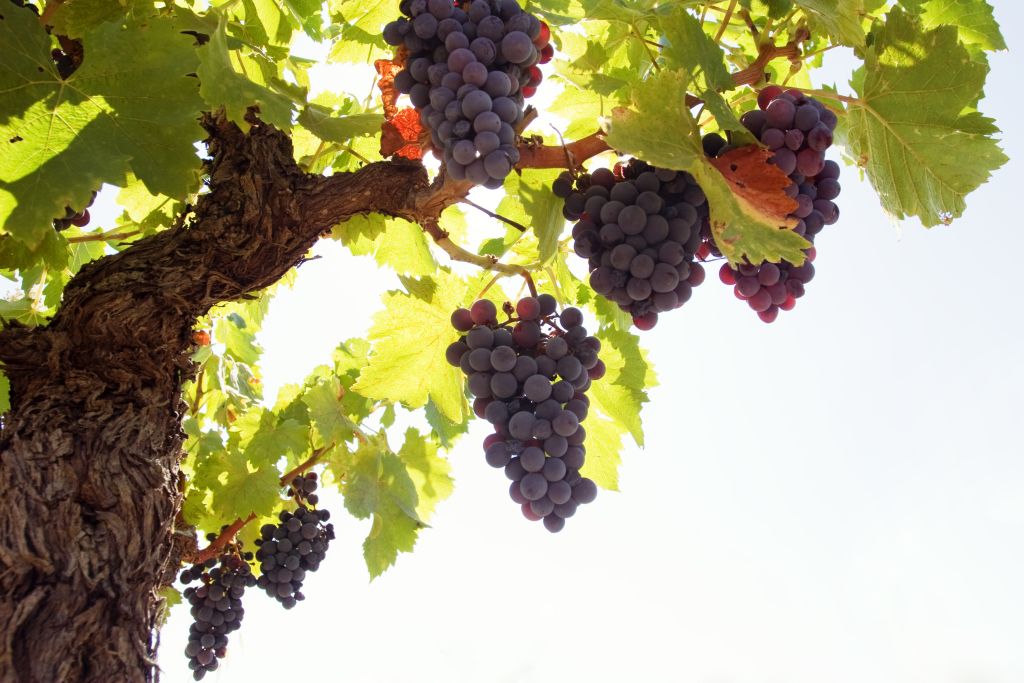 О сроках посадки винограда в Армавире, и не только