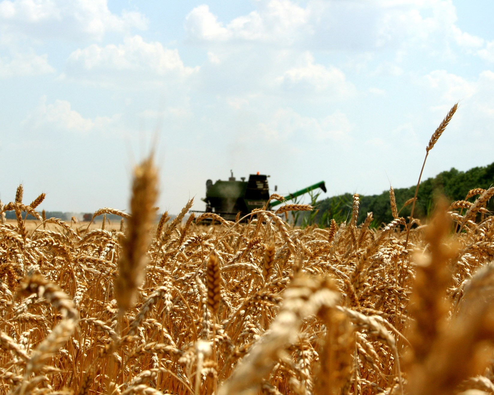 Волгоградская область урожайность. Сельское хозяйство. Урожай пшеницы. Поле зерна. Сельхоз промышленность.