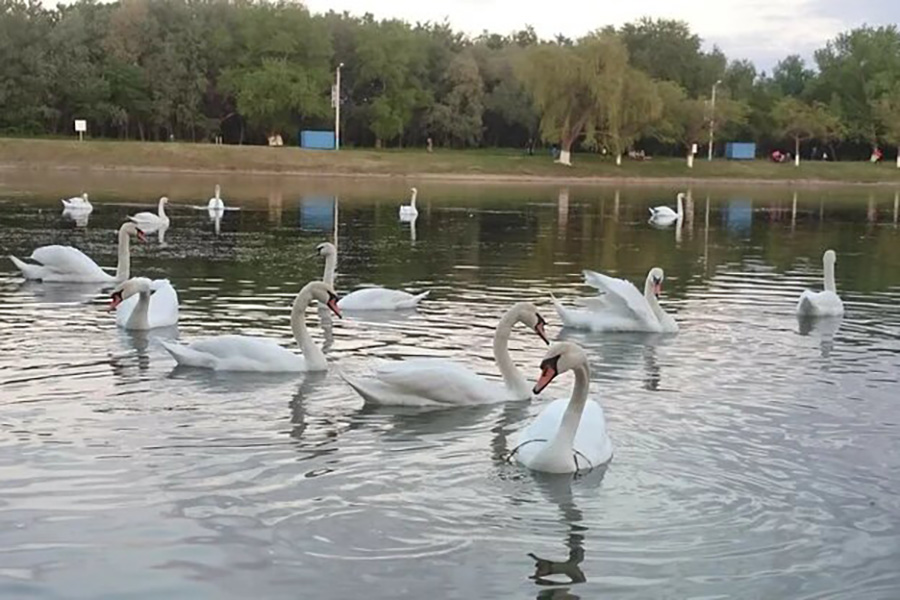 Городская роща