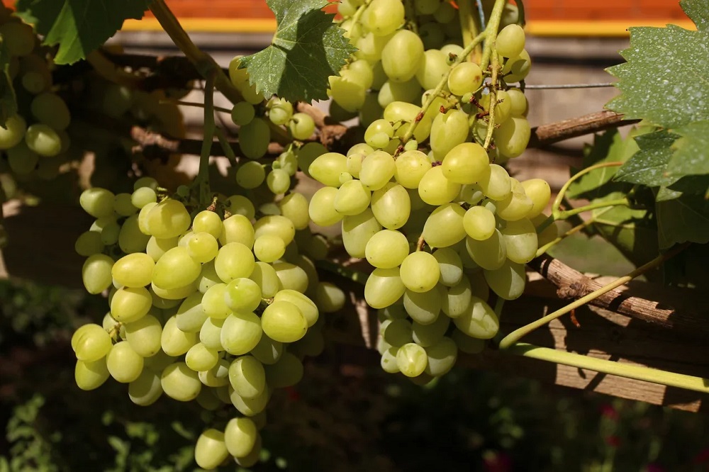 Как ухаживать за ранним виноградом
