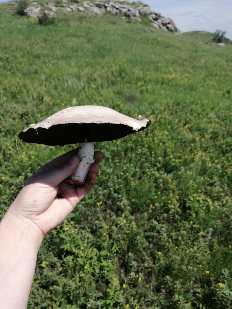 Самыми вкусными грибами, растущими неподалеку от Армавира, станичники считают синюю ножку