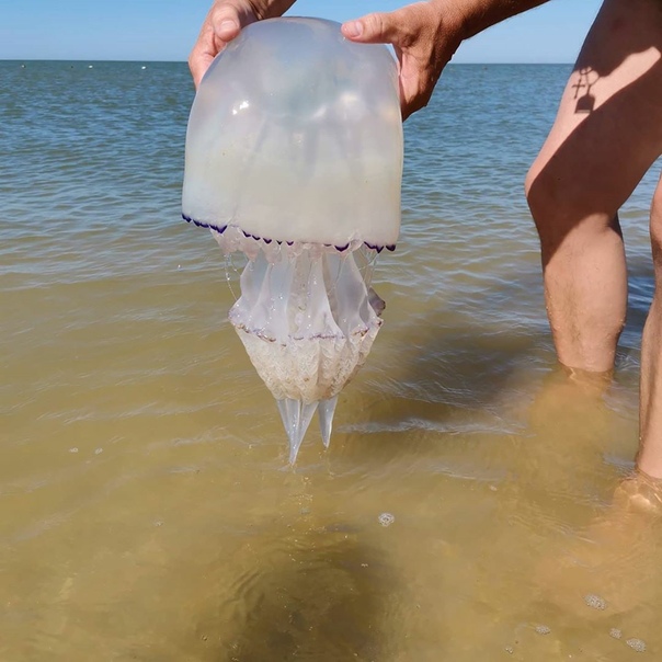 На оконечности косы Долгой в Ейском районе наблюдают нашествие медуз