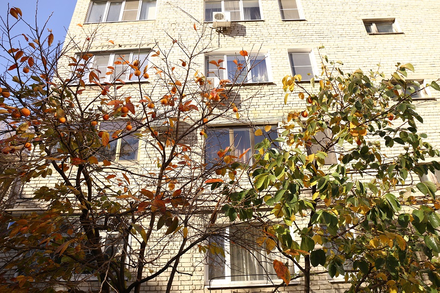 Во дворе армавирской девятиэтажки растут два деревца хурмы 
