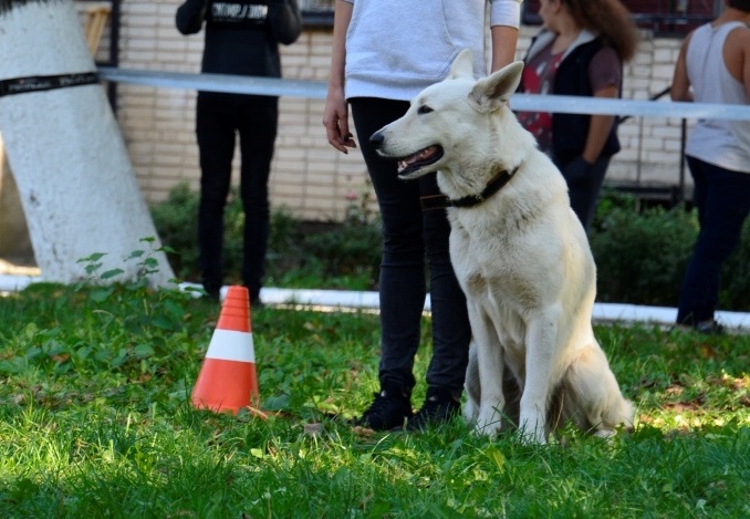 Чемпионат Южной зоны ДОСААФ России по спортивно-прикладному собаководству прошел в Армавире