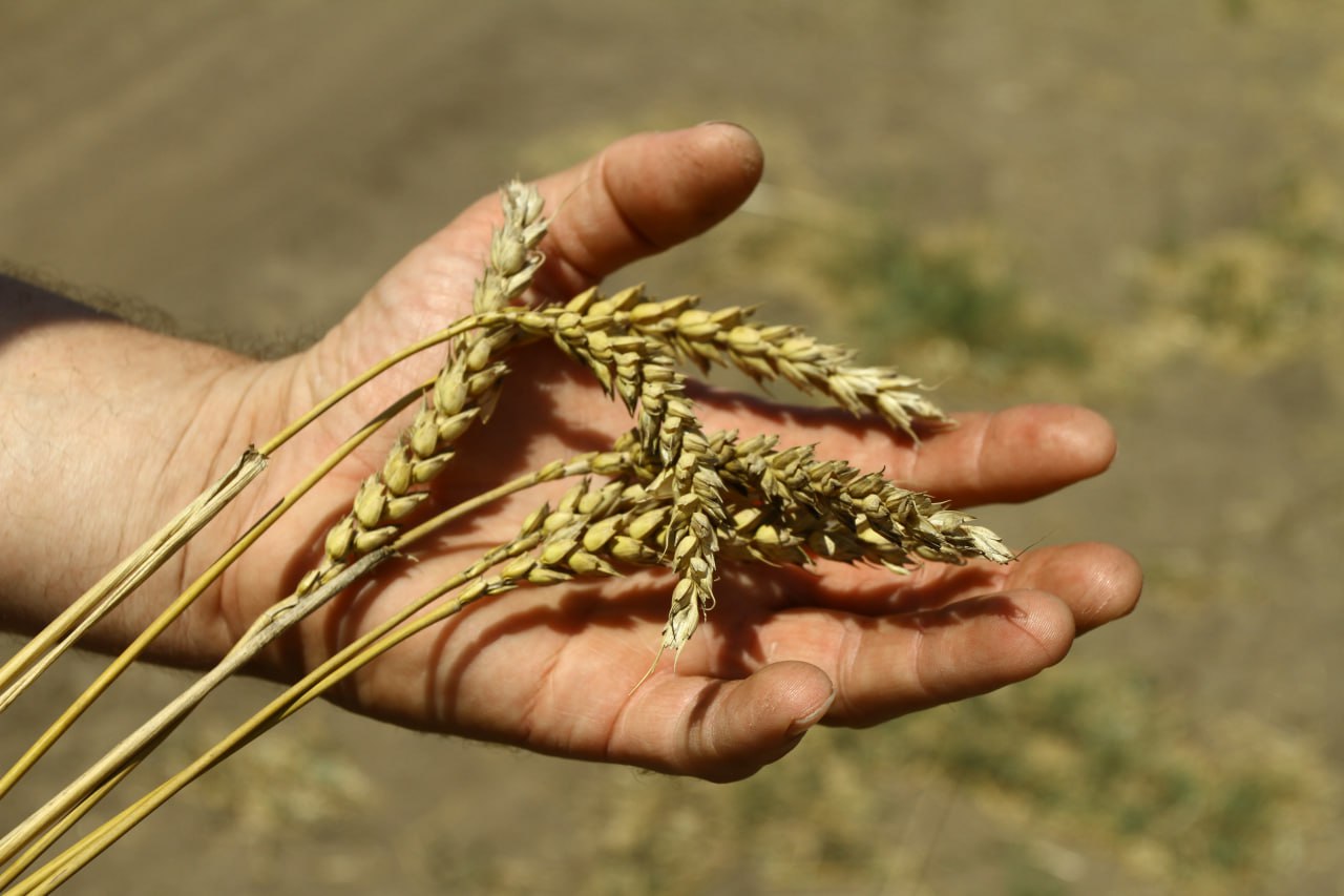 Уборку озимой пшеницы на армавирских угодьях планируют завершить до 25 июля 
