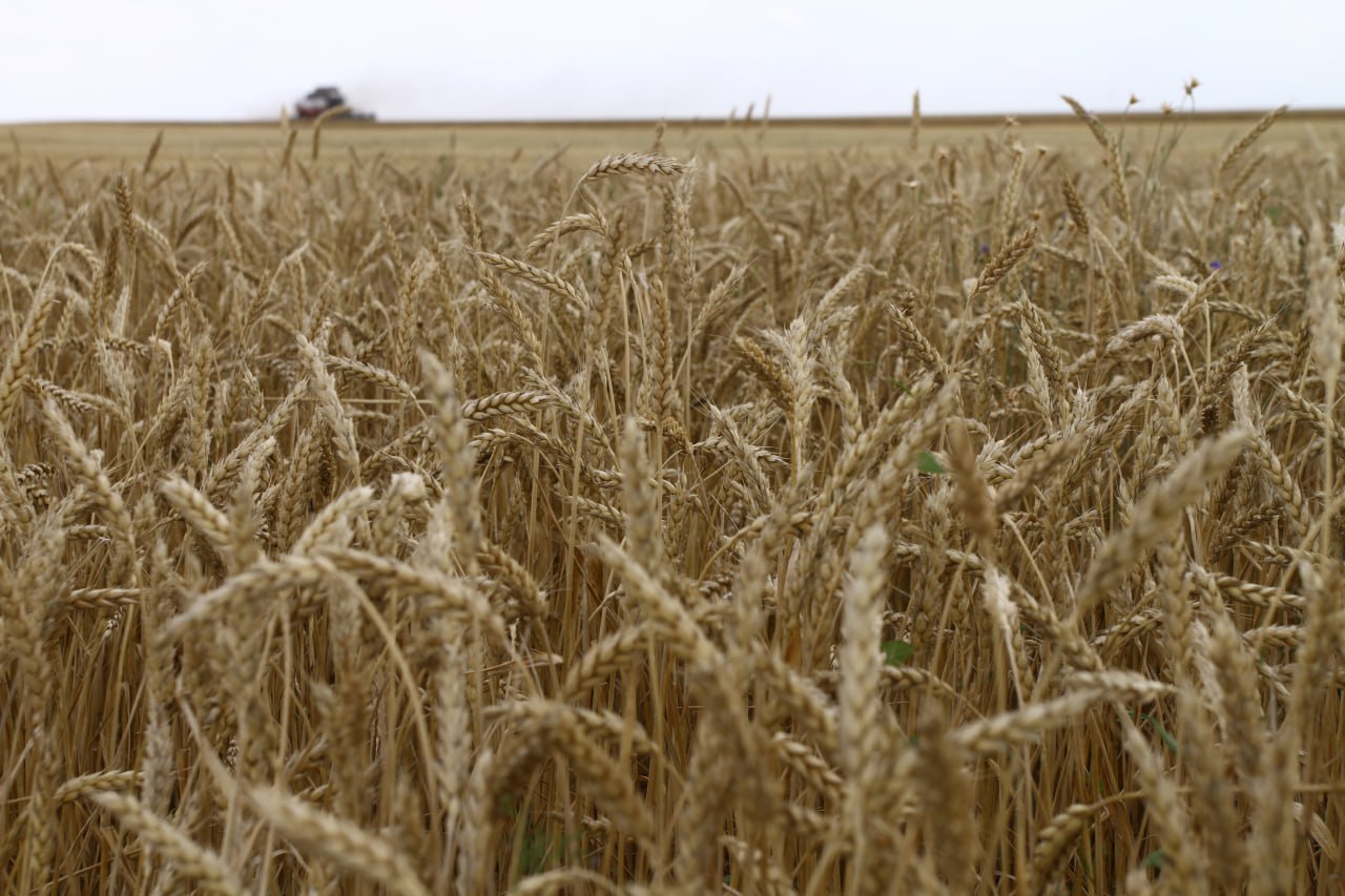 Уборку озимой пшеницы на армавирских угодьях планируют завершить до 25 июля 