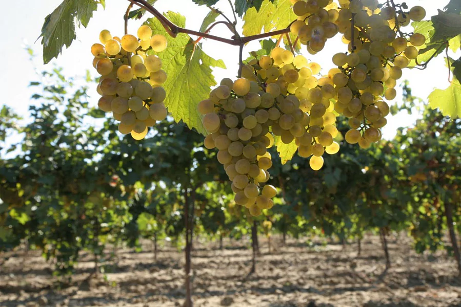 На Кубани завершили уборку урожая винограда