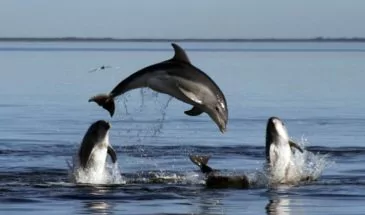 В Сочи отметят Всемирный день китов и дельфинов