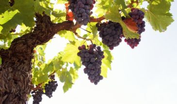 О сроках посадки винограда в Армавире, и не только