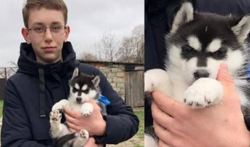 Президент России подарил подростку из Карачаево-Черкесии щенка хаски, которого вывели армавирские заводчики