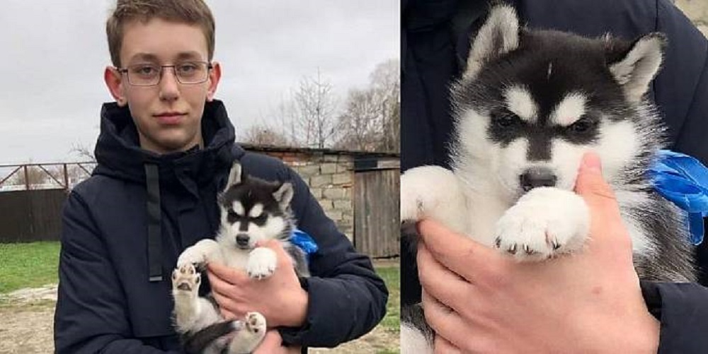 Президент России подарил подростку из Карачаево-Черкесии щенка хаски, которого вывели армавирские заводчики