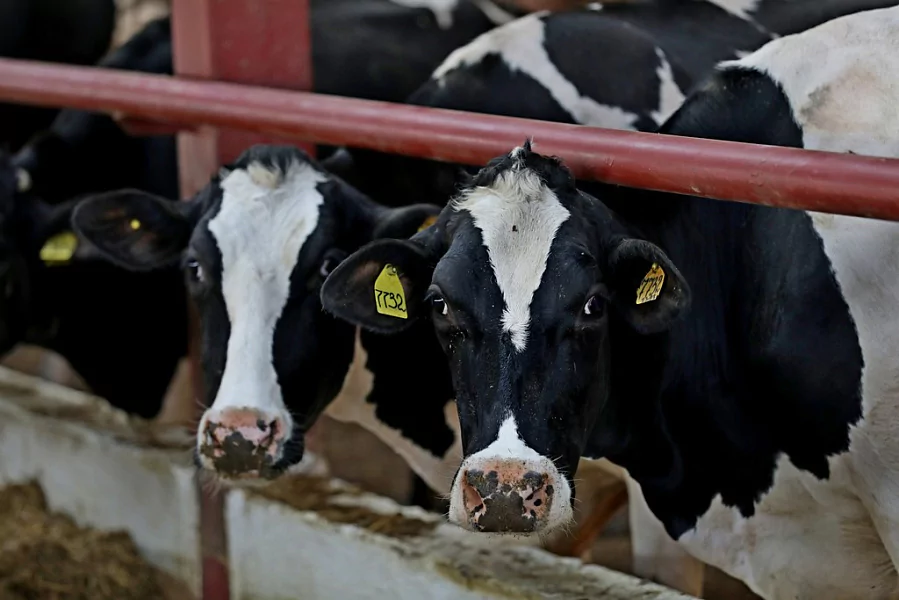 Кубань — лидер по приросту производства молока в первом квартале 2020 года