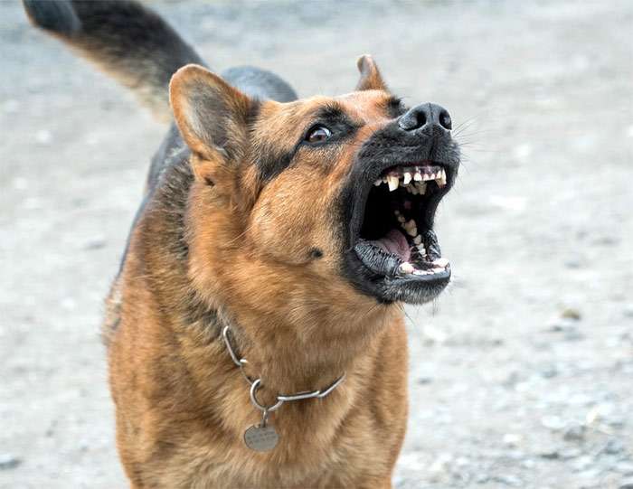 Агрессивная собака напала на почтальона в Армавире и покусала женщину