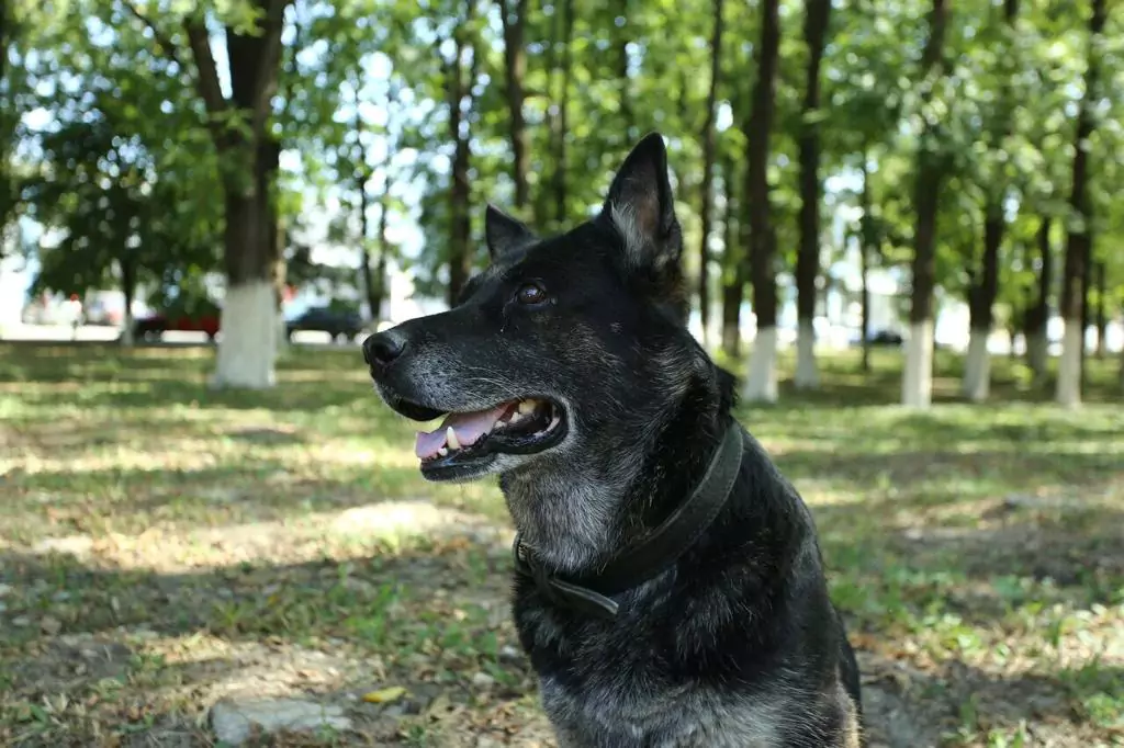 Ромка, настоящее имя С. А. Онли, — полицейская собака