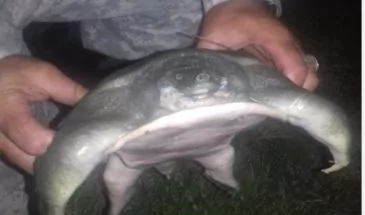 Азиатскую черепаху без панциря выловили армавирские рыбаки