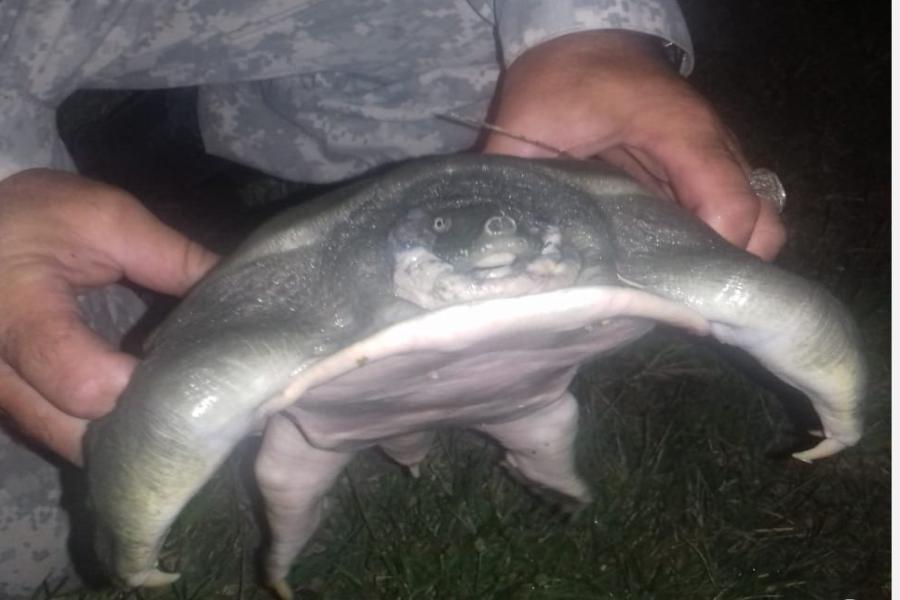 Азиатскую черепаху без панциря выловили армавирские рыбаки