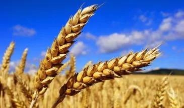 Губернатор Вениамин Кондратьев сообщил, что 100% семян используемых на посевных выращены на Кубани