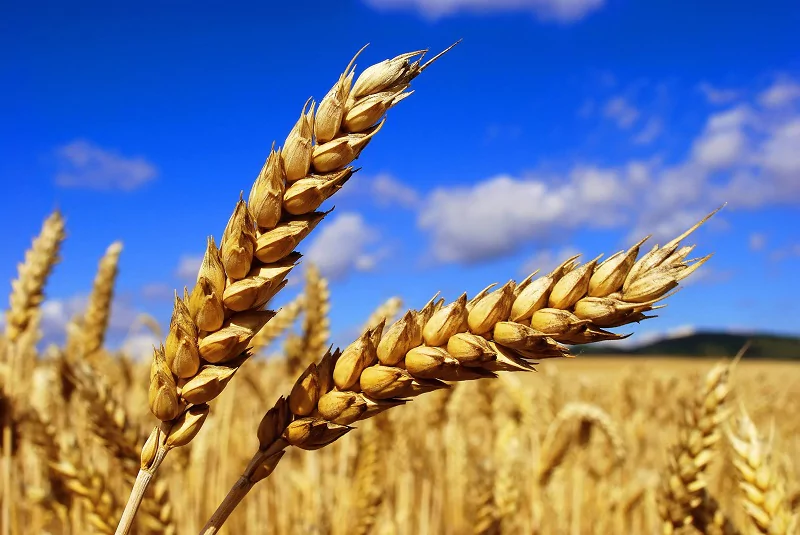 Губернатор Вениамин Кондратьев сообщил, что 100% семян используемых на посевных выращены на Кубани