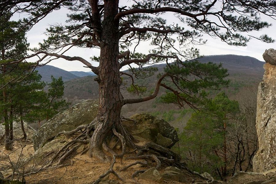 В 2021 году в Краснодарском крае восстановят порядка 50 гектаров леса