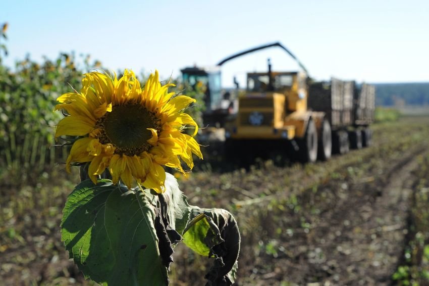 Урожай подсолнечника в Краснодарском крае вырос на 25%