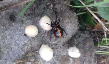 В Армавире на водохранилище обнаружили опасного паука — «ложную черную вдову»