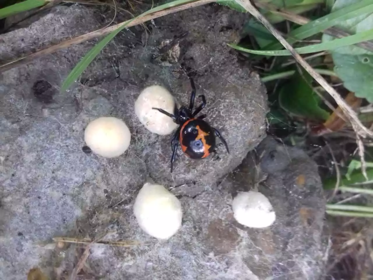 В Армавире на водохранилище обнаружили опасного паука — «ложную черную вдову»