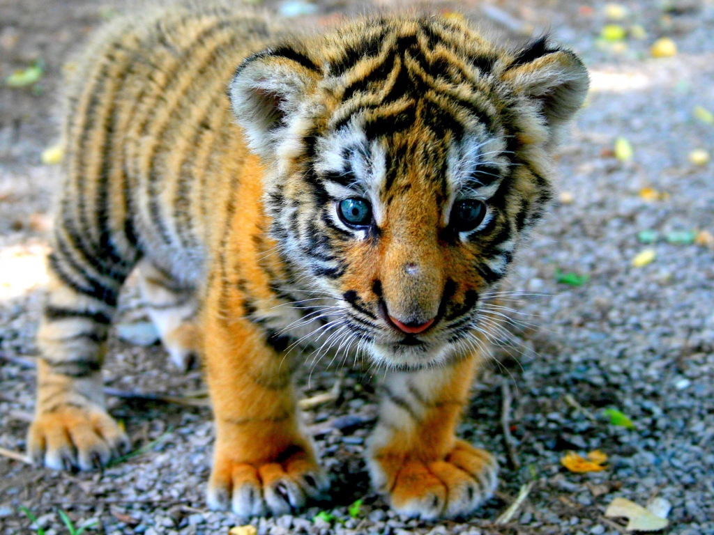 В армавирском передвижном зоопарке родились тигрята и детеныш пумы