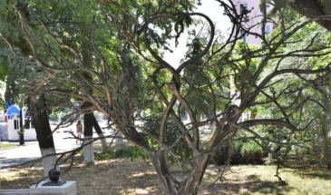 Образцовые армавирские семьи украсили своими именами лепестки на «Дереве Любви»