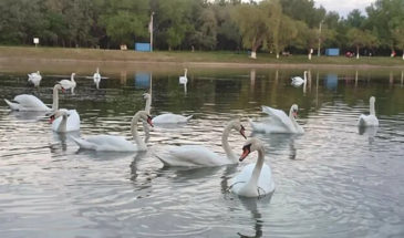 В Армавире началось благоустройство городской рощи