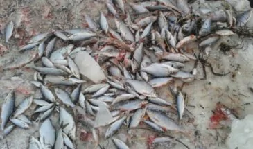 Опасное купание и ловля рыбы в Армавире