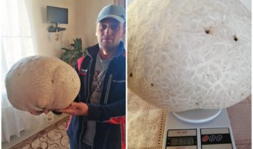 Под Армавиром грибники нашли огромный гриб
