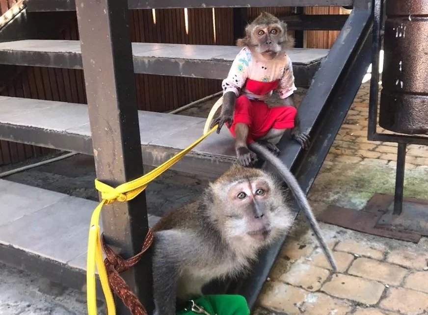 В Сочи полицейские изъяли двух обезьян у армавирского фотографа