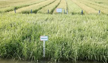 Урожай риса на Кубани достиг почти 950 тысяч тонн