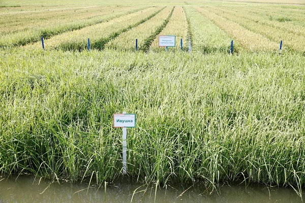 Урожай риса на Кубани достиг почти 950 тысяч тонн