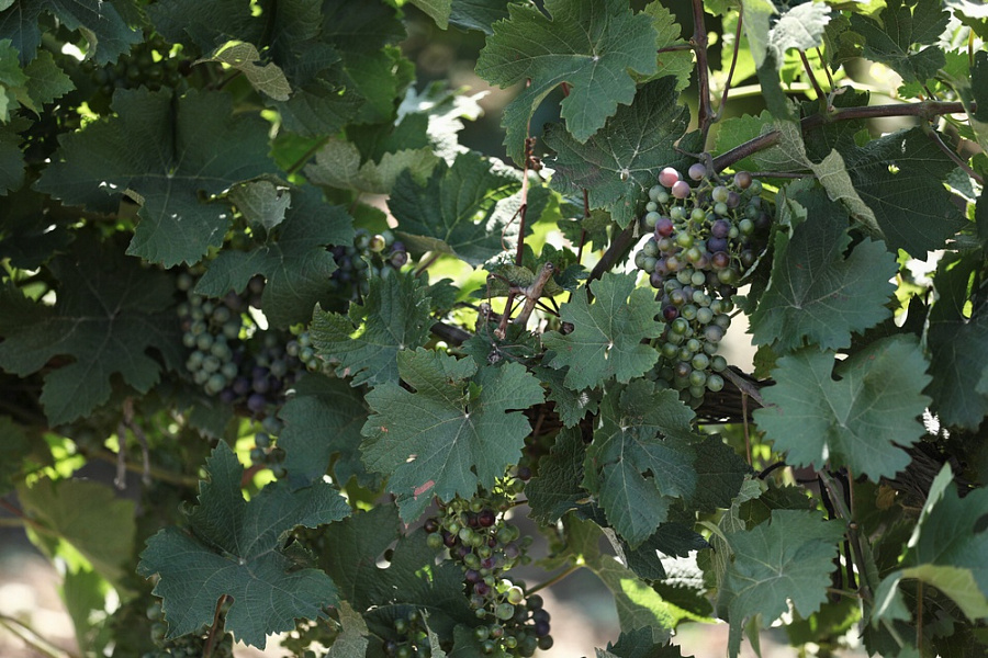 С начала 2021 года Краснодарский край на треть увеличил экспорт вина и шампанского