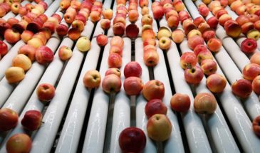 Сельхозпредприятие Кубани повысило выработку продукции на 10% благодаря бережливым технологиям