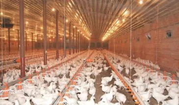Птицеводческое предприятие Кубани на 22% увеличило выработку продукции благодаря бережливым технологиям 