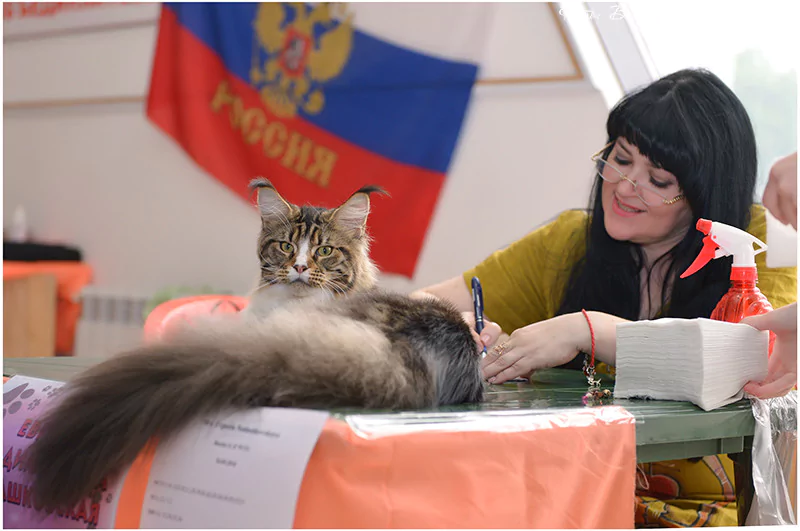 Евгения Недашковская: «Беспородных кошек нет»