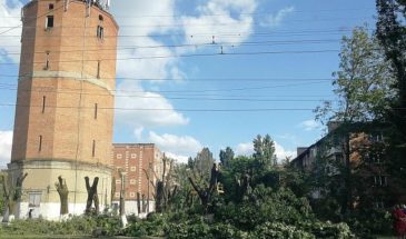 Незаконный спил деревьев в Армавире оценили в 3 миллиона 900 тысяч рублей