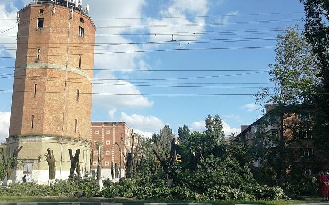 Незаконный спил деревьев в Армавире оценили в 3 миллиона 900 тысяч рублей
