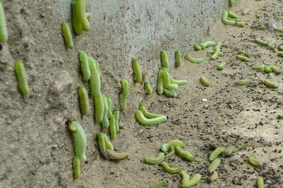 В Армавире — сезонное нашествие гусениц