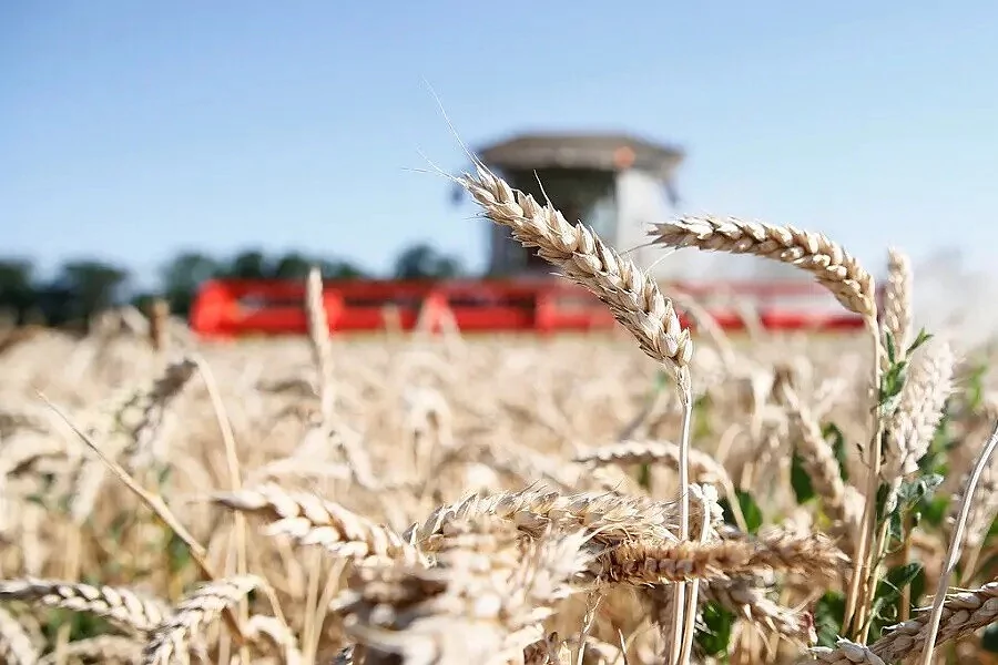 Кубанские аграрии одними из первых в России приступили к уборке зерновых культур
