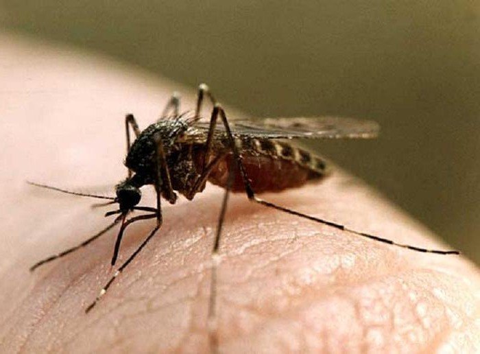 Армавирцев пугают опасные заражённые лихорадкой комары