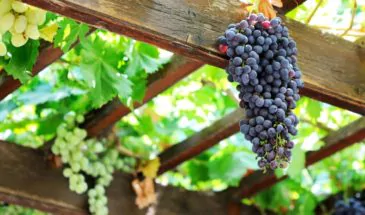 Армавирская дачница рассказала, как ухаживать за виноградом в июне