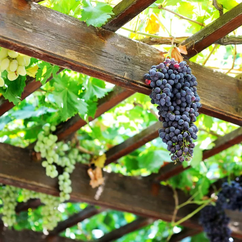 Армавирская дачница рассказала, как ухаживать за виноградом в июне