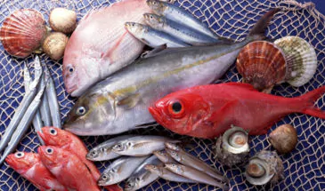 Правила рыболовства для Азово-Черноморского рыбохозяйственного бассейна