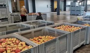 На сельхозпредприятии Курганинского района стали быстрее сортировать яблоки благодаря бережливым технологиям